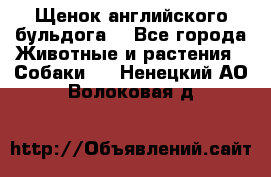 Щенок английского бульдога  - Все города Животные и растения » Собаки   . Ненецкий АО,Волоковая д.